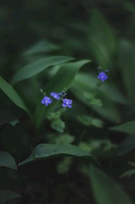 Modré květy