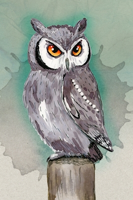 Northern white faced owl