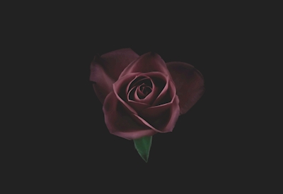 Rose of darkness