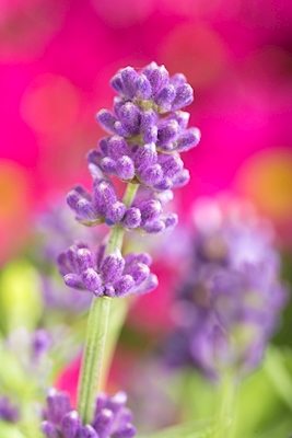 Lavendelbloesem in close-up