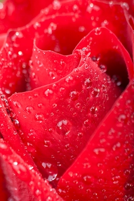 Rote Rosenblätter closeup
