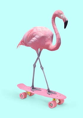 Skate Flamingo