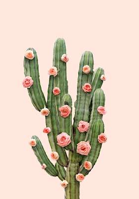 Cactus and Roses