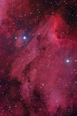 Nebulosa Pelicana