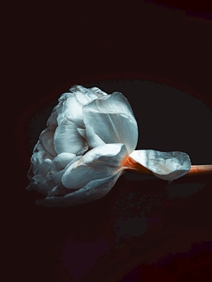 Hvid skrøbelig blomst foto