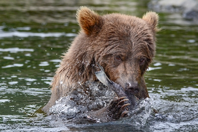 Caça ao urso pardo para salmão