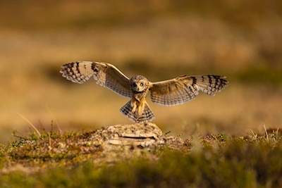 The Short-eared Owl lands