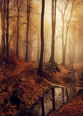 Potok a les v podzimním světle