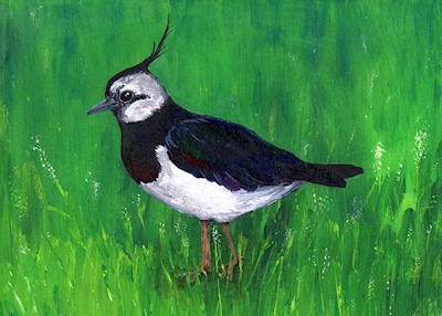 Painting of a Northern lapwing