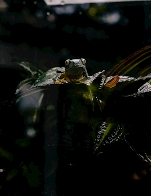 Botanical Frog