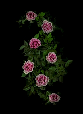 The roses of the night