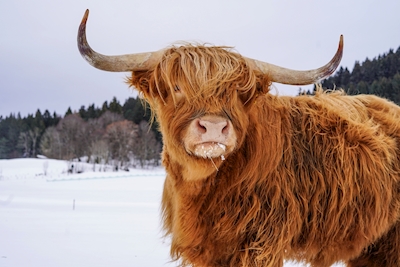 Highland boskap i snön