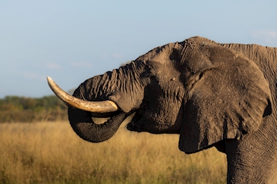 Elefant Hwange Nationalpark