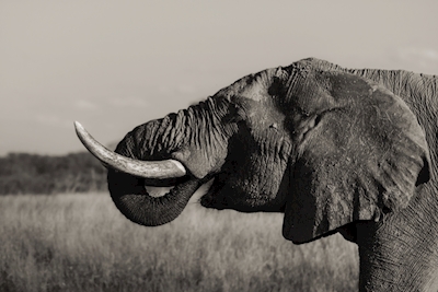 Elefant Hwange svart&vit