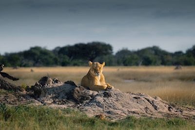 Lioness Hwange nationalpark