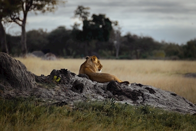 Lejoninna på savannen