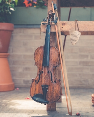 Violin in greenhouse
