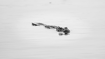 Krokodil, zwart en wit