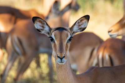 Retrato de Impala