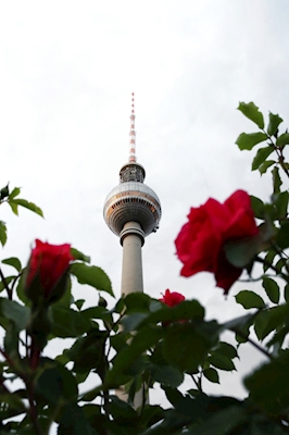 Televizní věž obklopená růžemi