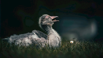 Greylag Goose baby