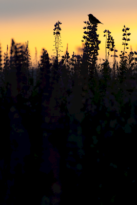 Křovitá pšenice při západu slunce