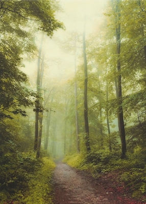 Longue promenade en forêt