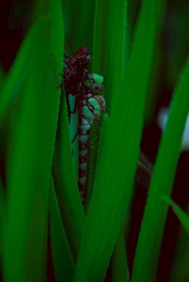 Hatching Dragonfly