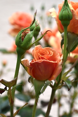 Orangene ruusu