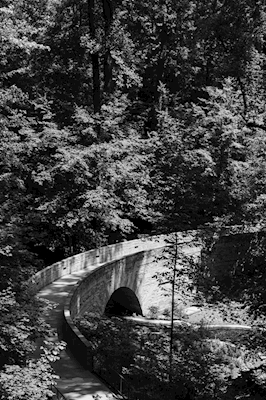 Botanische Brücke Schwarz & Weiß