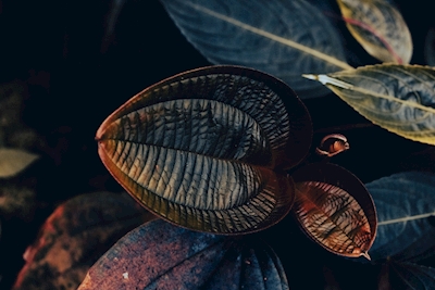 Botaniczny ciemny liść