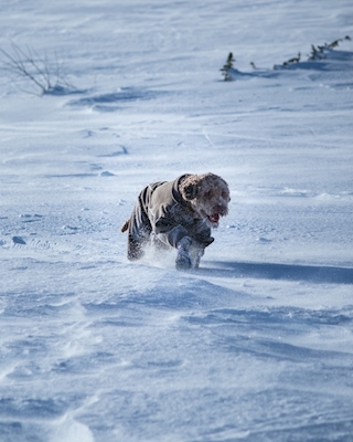 Le chien qui court dans la neige