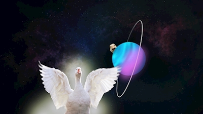 Domestic geese can be in space