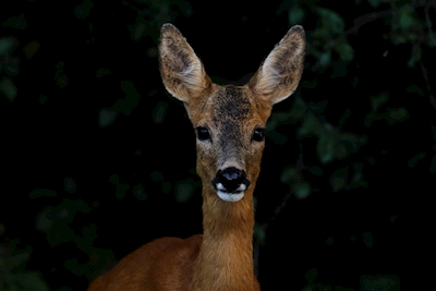Roe Deer Portrait