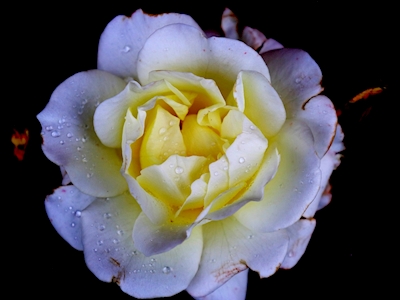 Flora collection: White Rose