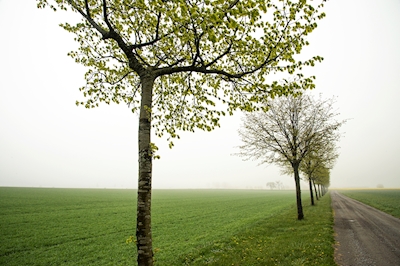 Jarní stromy ve čtvrti Skåne