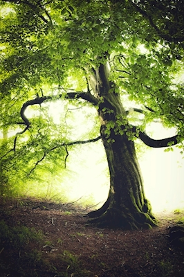 Starý strom