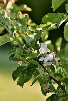Äppelblom 2