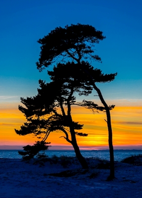 Silhouette of pine trees