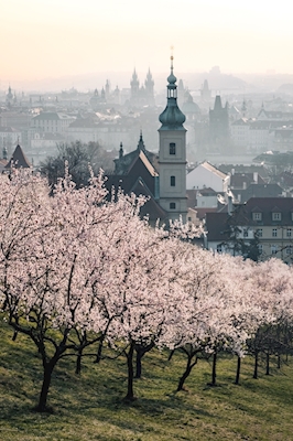 Lente in Praag