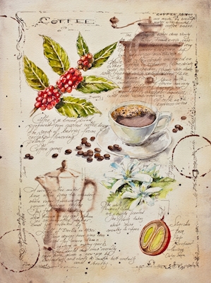 Aus einem Notizbuch Botanik - Kaffee