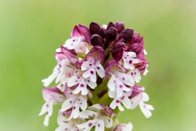 Krutbrännare - orchidea selvatica
