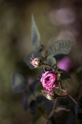 Rosa de jardín