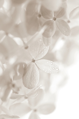Hvit blomst