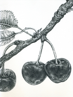 Körsbär på grenen