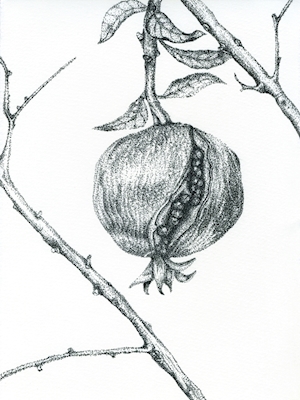 Pomegranate on branch