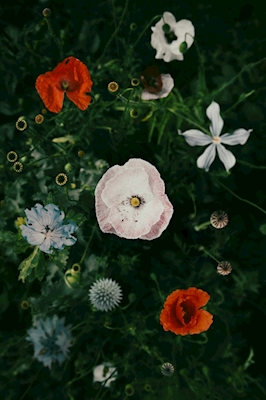 Blommor