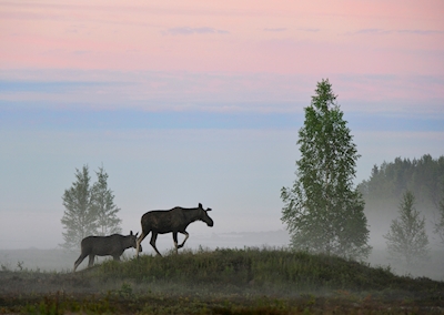 Moose in the summer night