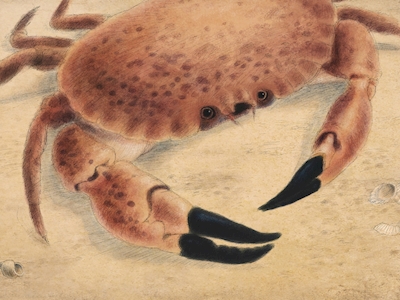Krabbe på stranden