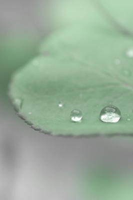 Waterdrop on leaf